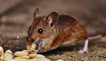24 Hour & Emergency Exterminators in Middlebury, VT